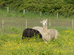 FZ018387 Alpacas at campsite.jpg